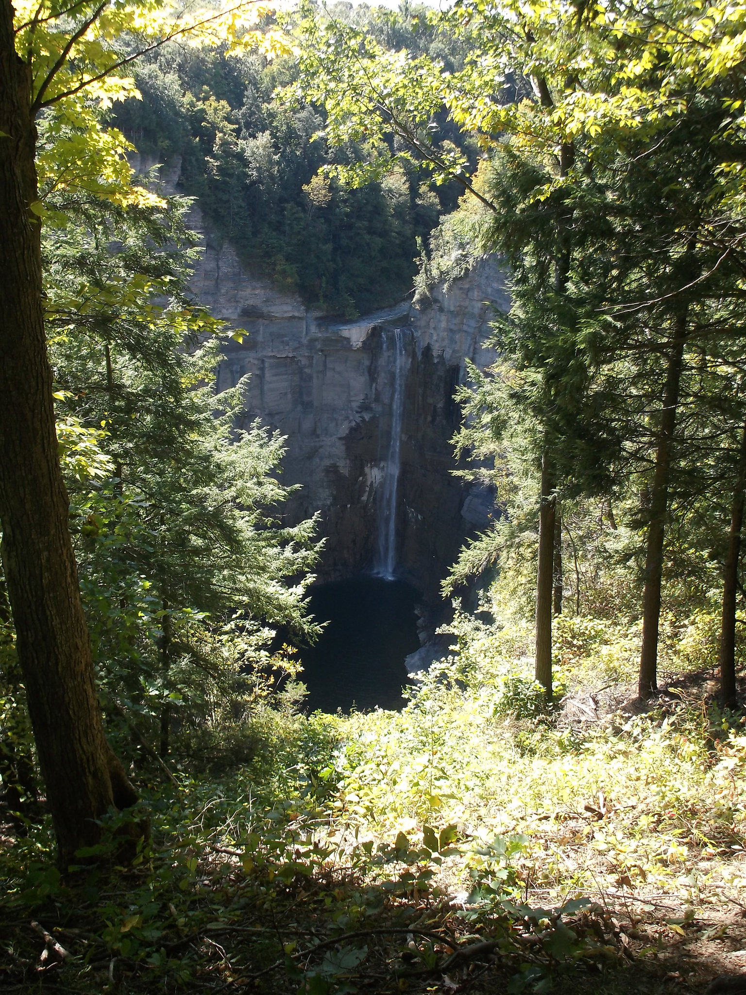 Fall between trees