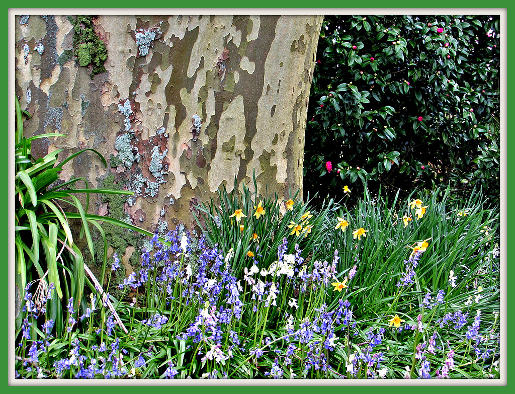 Quiet Corner of Spring Flowers