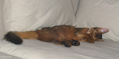 Ivanhoe fast asleep (2007) - repost