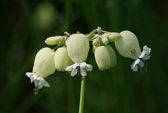 silène cucubale / bladder campion