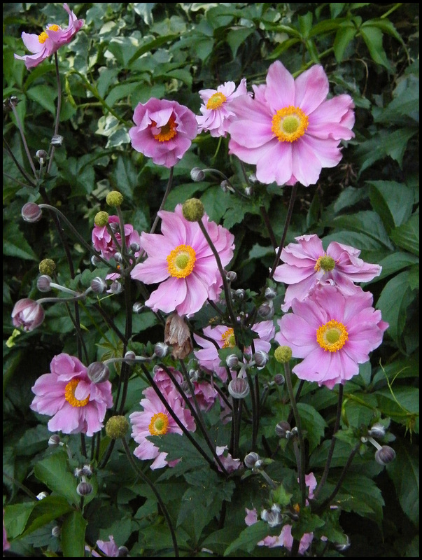 anemone japonica