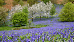Blossom and bluebells