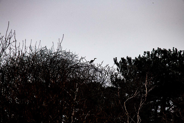 Heron in the tree tops