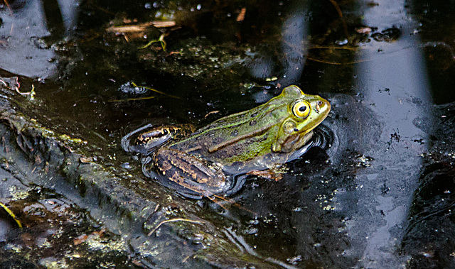 20110519 2605RAw [D~MI] Wasserfrosch, Großes Torfmoor, Hille