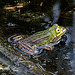 20110519 2605RAw [D~MI] Wasserfrosch, Großes Torfmoor, Hille