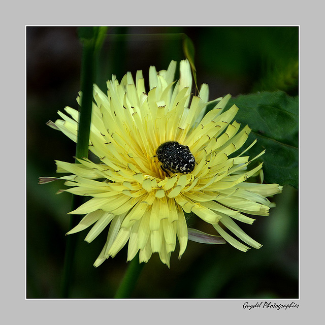 Le régal de la Cétoine Grise (Oxythyrea funesta)