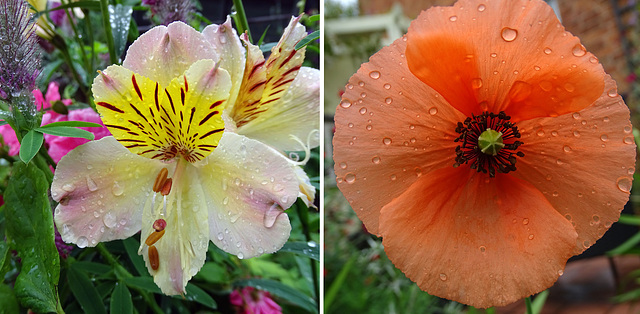 Alstromeria and poppy in the rain