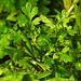 20210826 2591CPw [D~LIP] Mutterkraut (Tanacetum parthenium), Bad Salzuflen