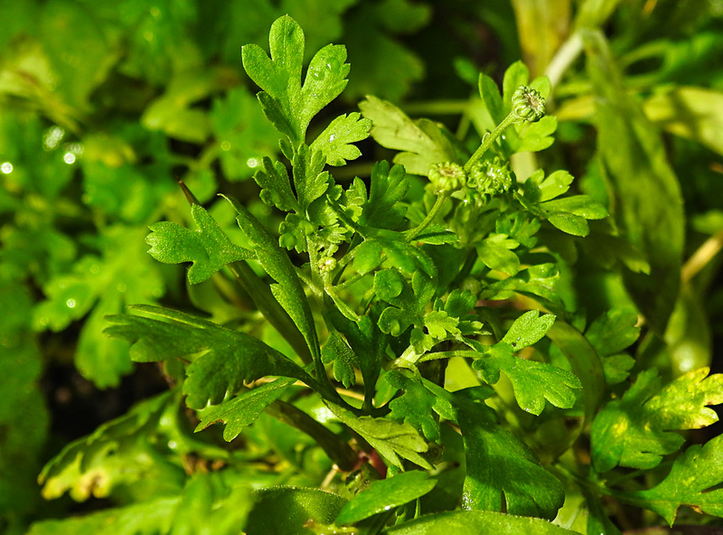 20210826 2591CPw [D~LIP] Mutterkraut (Tanacetum parthenium), Bad Salzuflen