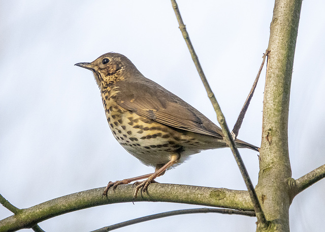 Song thrush