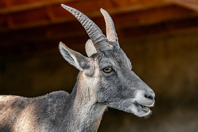 Alpine Ibex (female)