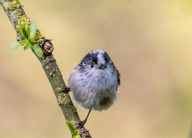 Long tailed tit