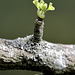 Démarrage du Ginkgo