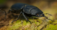 Den Zwerghirschkäfer (Dorcus parallelipipedus) unterm Totholz entdeckt :)) Discovered the dwarf stag beetle (Dorcus parallelipipedus) under the dead wood :)) J'ai découvert le lucane nain (Dorcus parallelipipedus) sous le bois mort :))