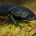 Den Zwerghirschkäfer (Dorcus parallelipipedus) unterm Totholz entdeckt :)) Discovered the dwarf stag beetle (Dorcus parallelipipedus) under the dead wood :)) J'ai découvert le lucane nain (Dorcus parallelipipedus) sous le bois mort :))