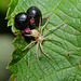 Kleine Spinne