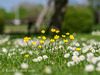 Buttercups 'n Daisies