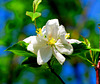 The glory of the month of May