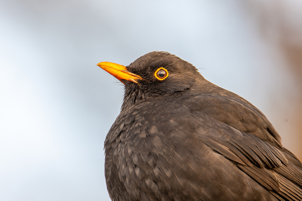 Blackbird