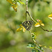 Melanargia galathea