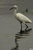 Aigrette garzette