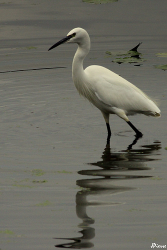 Aigrette garzette