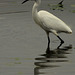 Aigrette garzette