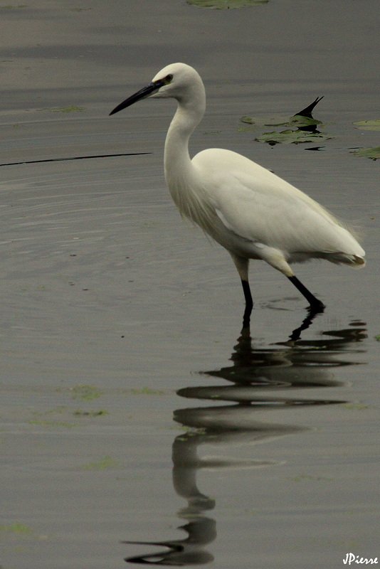 Aigrette garzette