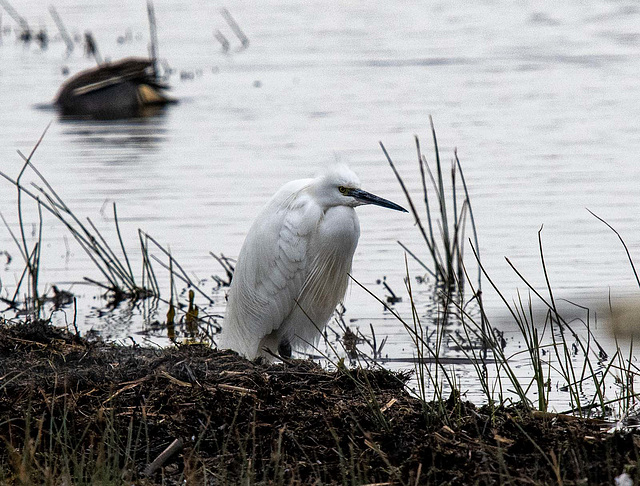 Little egret