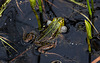 20110519 2608RAw [D~MI] Wasserfrosch Gatt. (Pelophylax spec.), Großes Torfmoor, Hille