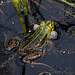 20110519 2608RAw [D~MI] Wasserfrosch, Großes Torfmoor, Hille