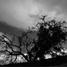 Penedos, Living-dead tree