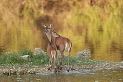 Biche et son faon...