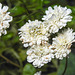 20210826 2592CPw [D~LIP] Mutterkraut (Tanacetum parthenium), Bad Salzuflen