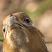 Close up of a female pheasant