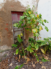 The wild fig tree grows suddenly everywhere