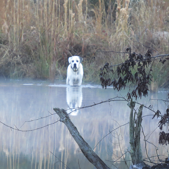 Branco's first visit to the pond this morning