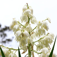 Yucca