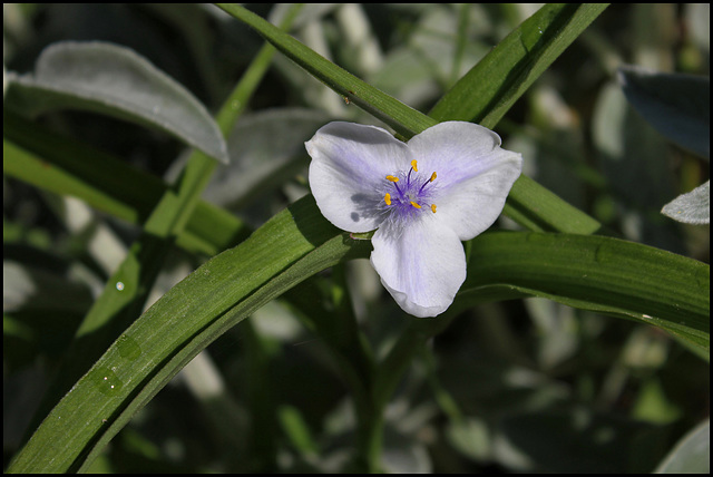 Tradescantia x Andersoniana 'Osprey'