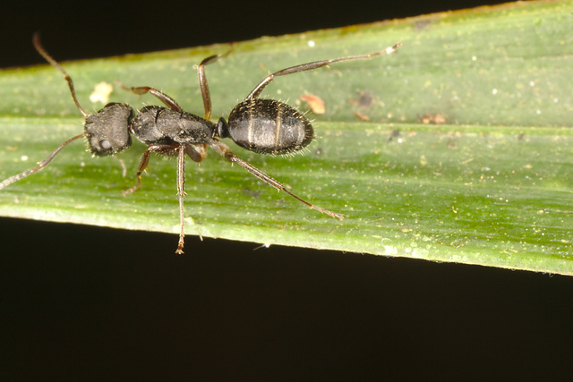 IMG 7654ant