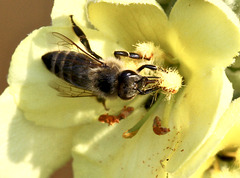 Biene auf kleinblütiger Königskerze