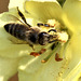 Biene auf kleinblütiger Königskerze