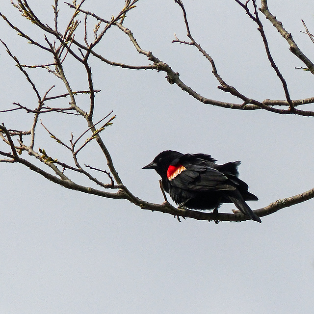 Day 3, Red-winged Blackbird, DeLaurier Homestead Trail