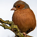 Chaffinch