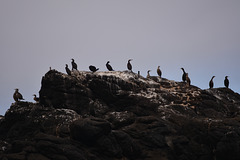 excursion en mer d Iroise et île de molène