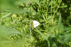 Pieris rapae