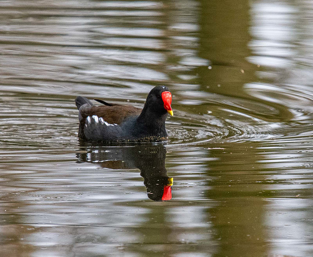 Moorhen