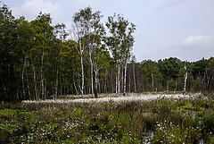 20110519 2613RAw [D~MI] Großes Torfmoor, Hille-1