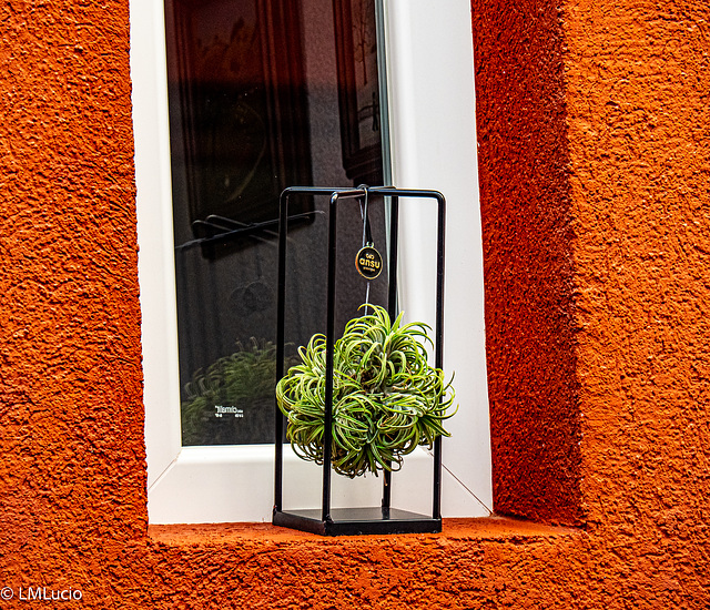 Nuestro patio