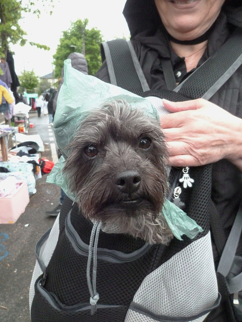 Un sac en plastique est toujours utile en cas de pluie